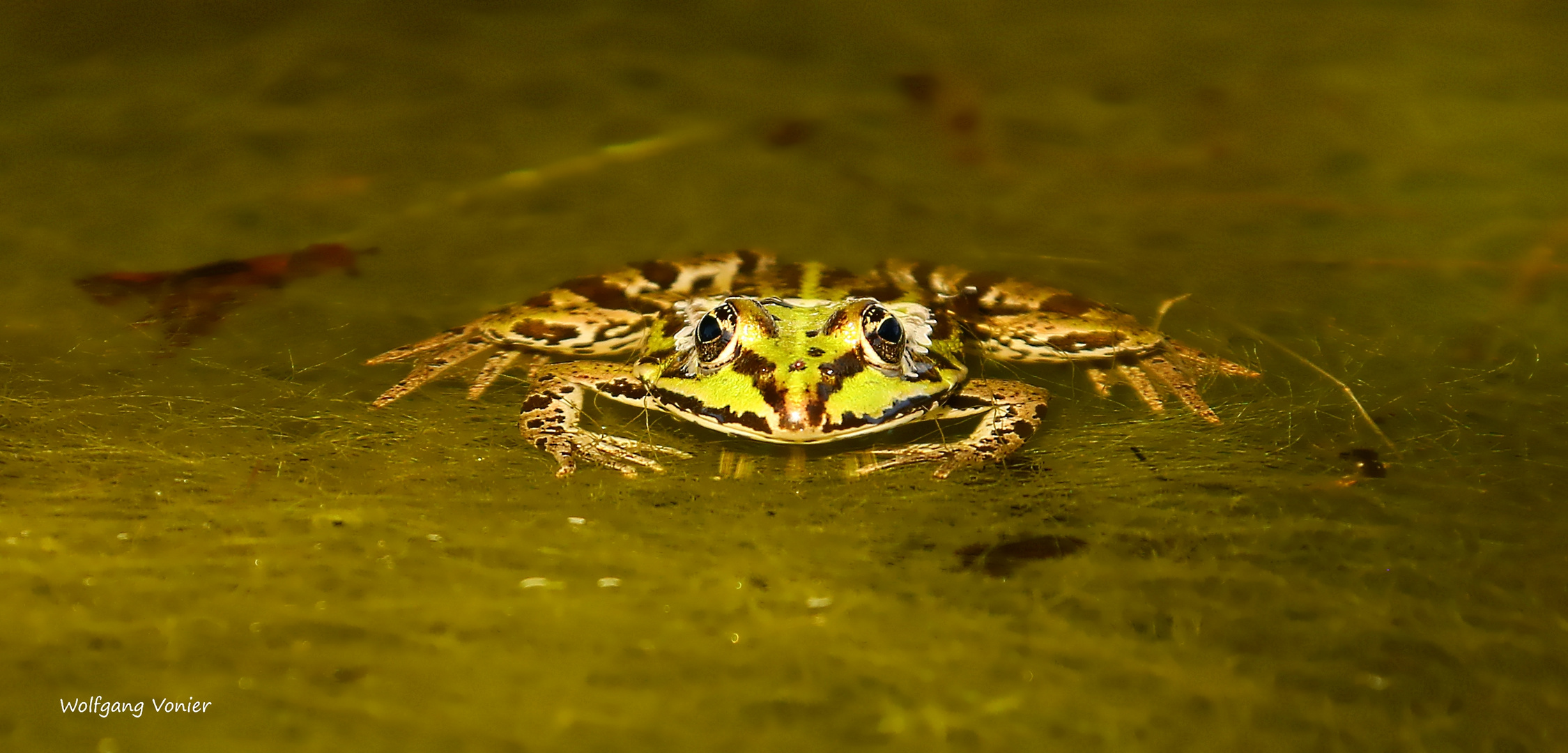 " Breitmaulfrosch " lässt grüssen