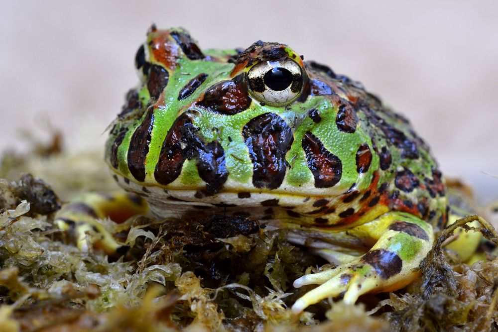 Breitmaulfrosch (von Sebastian)