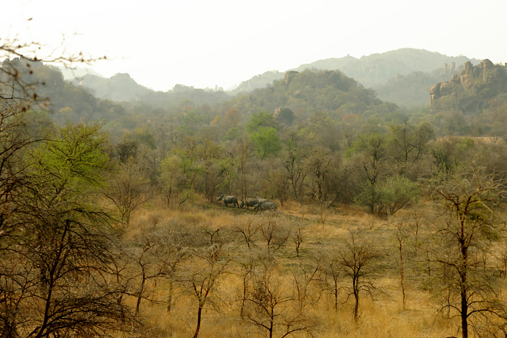 Breitmaulnashörner im Matobo National Park