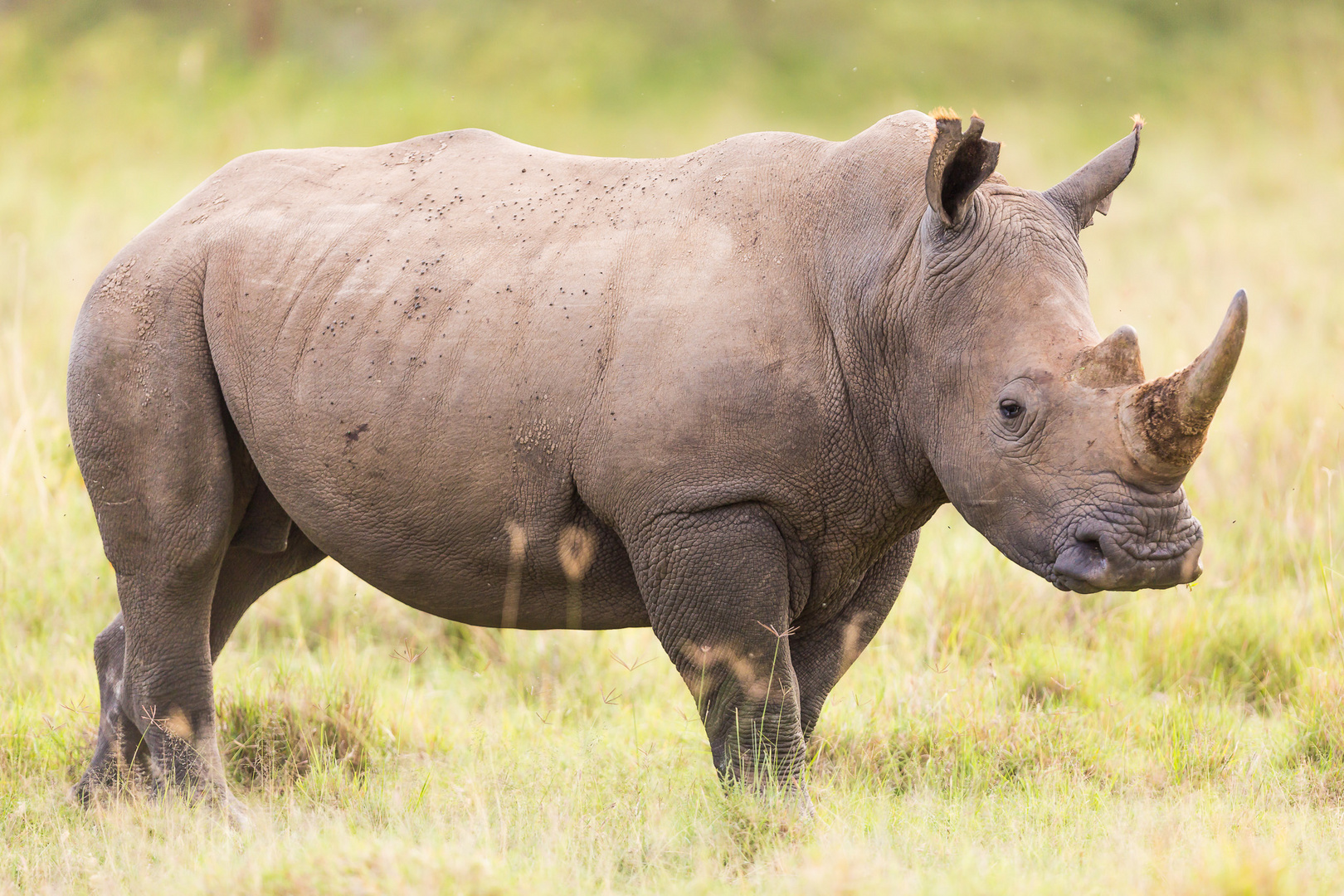 Breitmaulnashorn