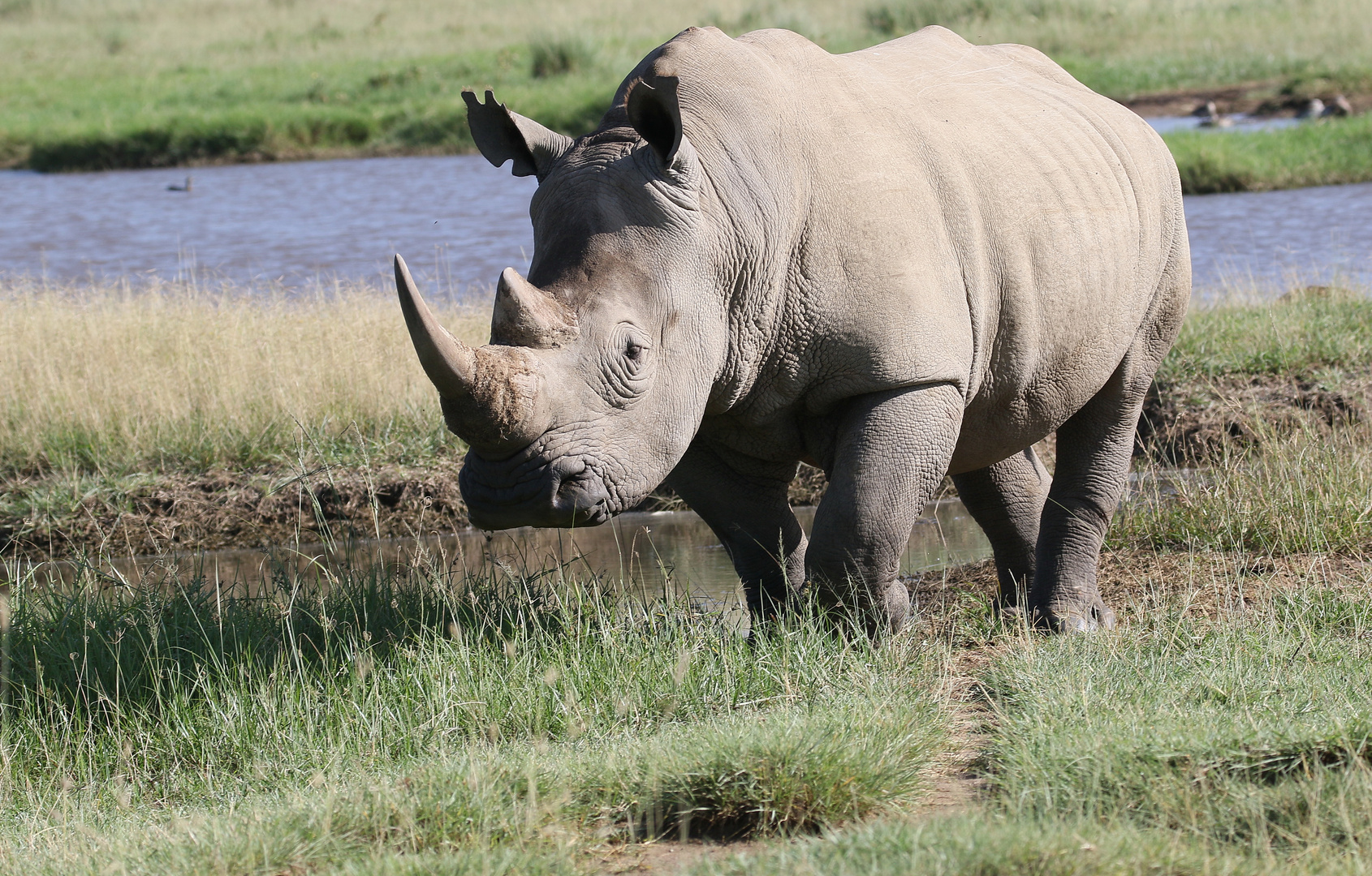 Breitmaulnashorn Foto & Bild | natur, wildlife, nashörner Bilder auf