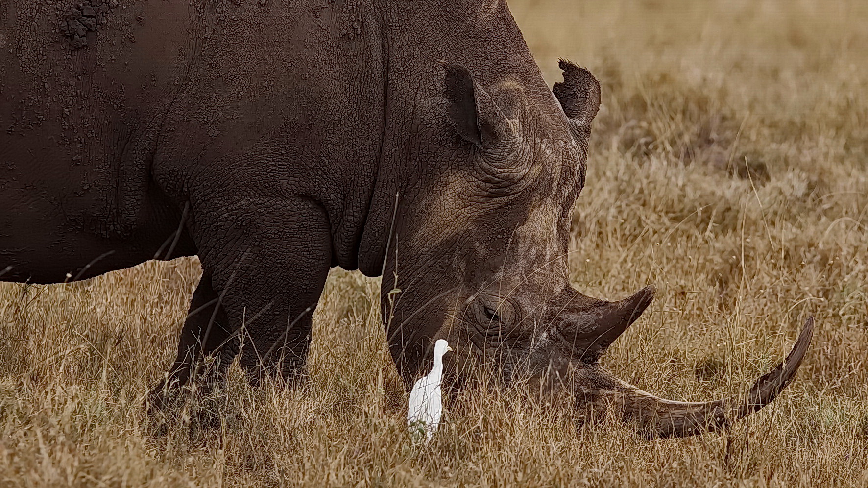 Breitmaulnashorn