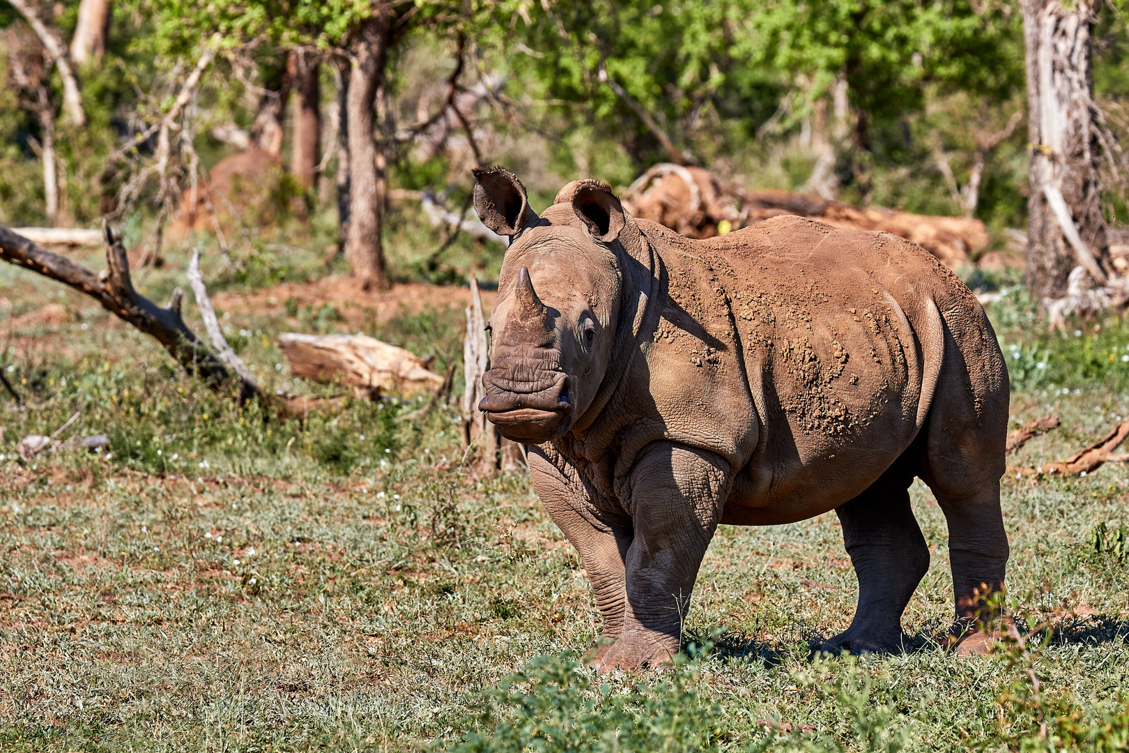 Breitmaulnashorn