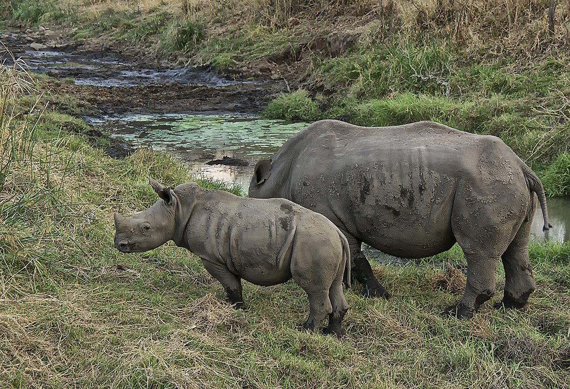 Breitmaulnashorn