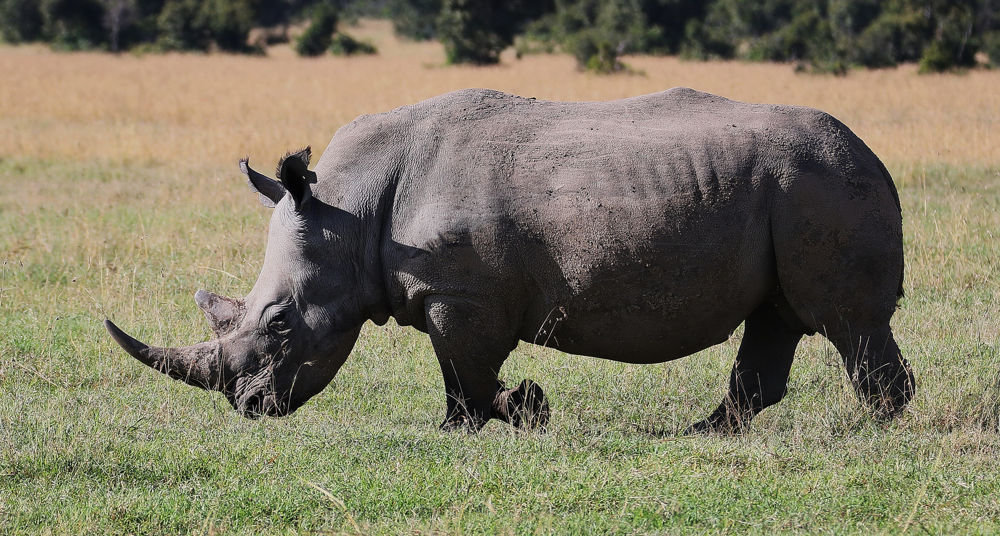 Breitmaulnashorn 