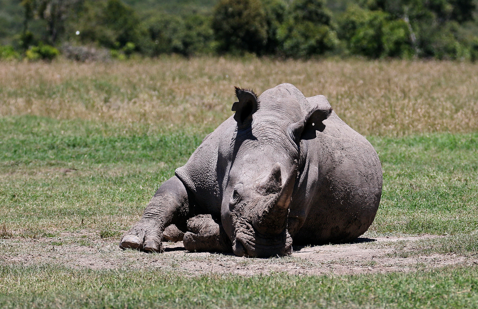 Breitmaulnashorn