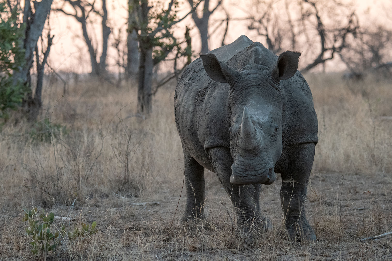 Breitmaulnashorn