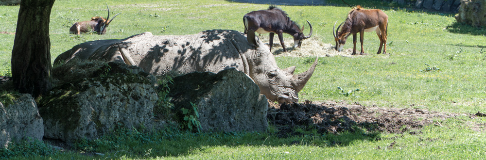 Breitmaulnashorn