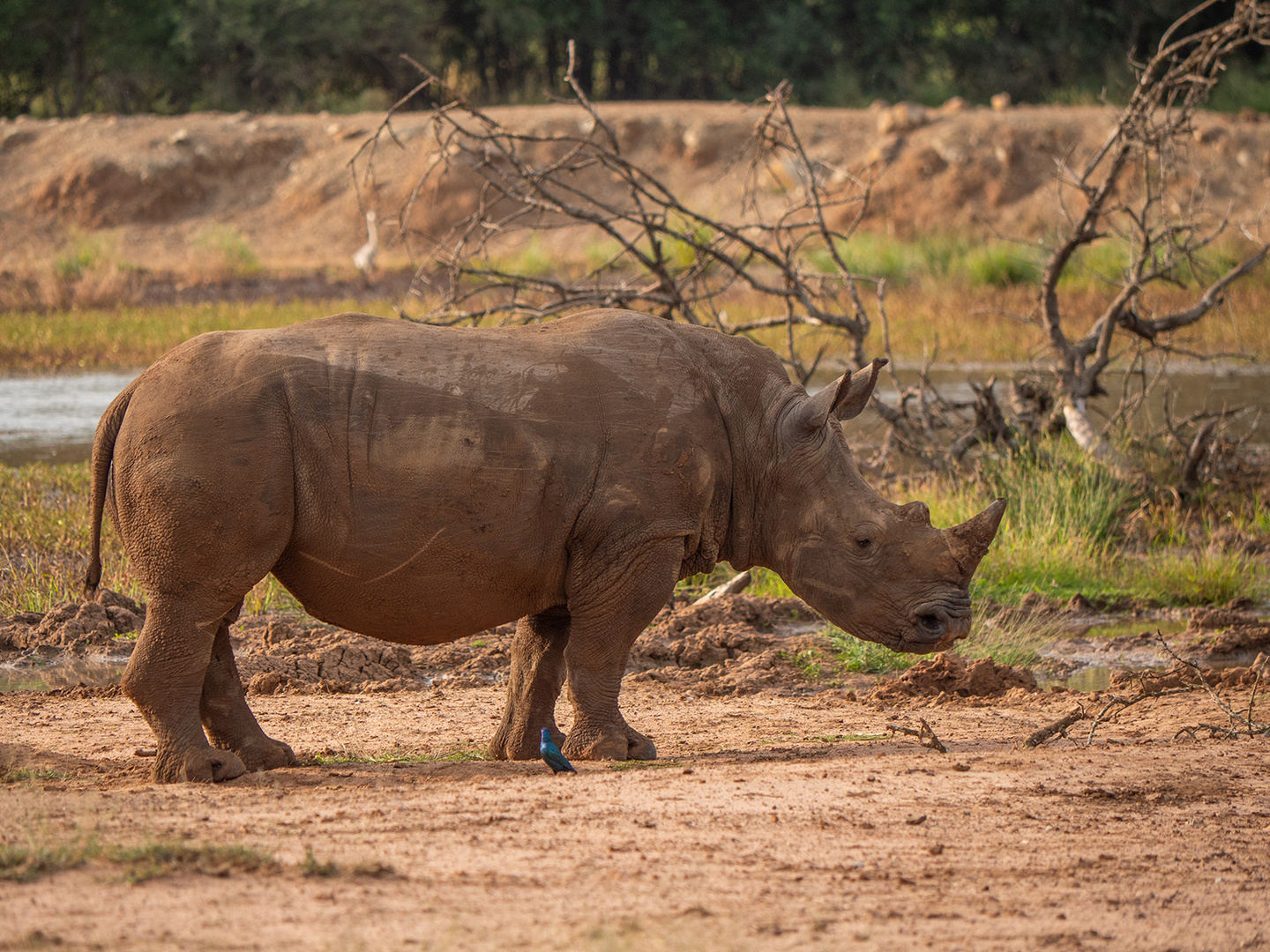 Breitmaulnashorn