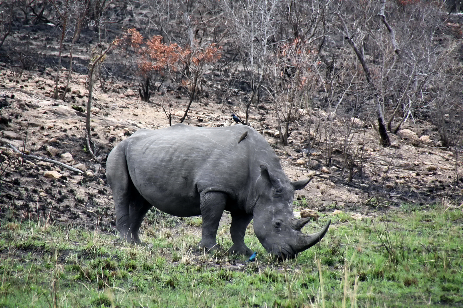 Breitmaulnashorn