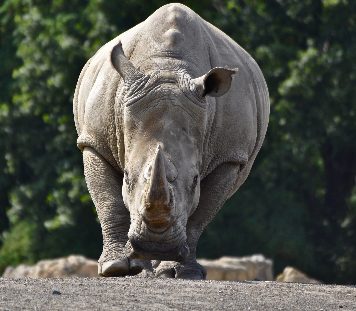 Breitmaulnashorn