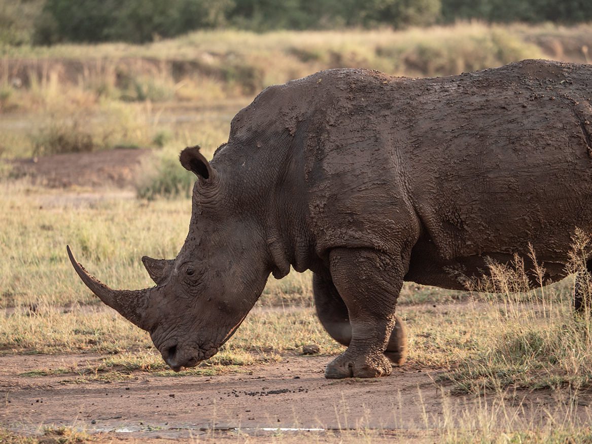 Breitmaulnashorn