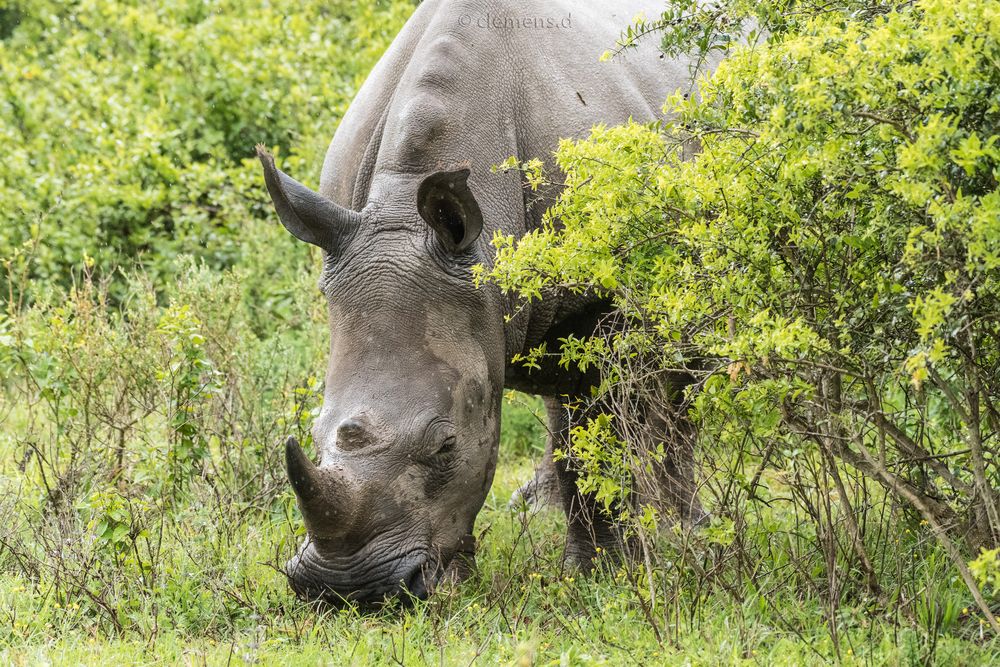 Breitmaulnashorn