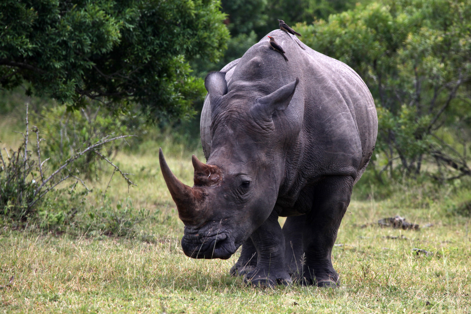 Breitmaulnashorn