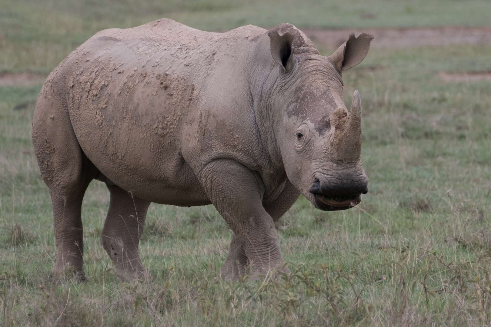 Breitmaulnashorn