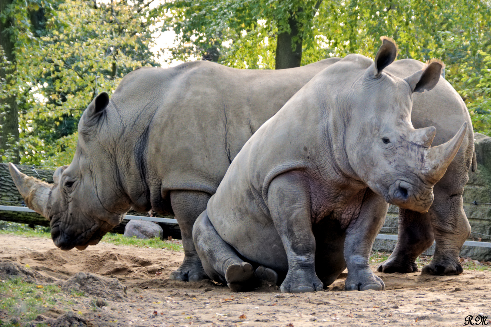 Breitmaulnashorn