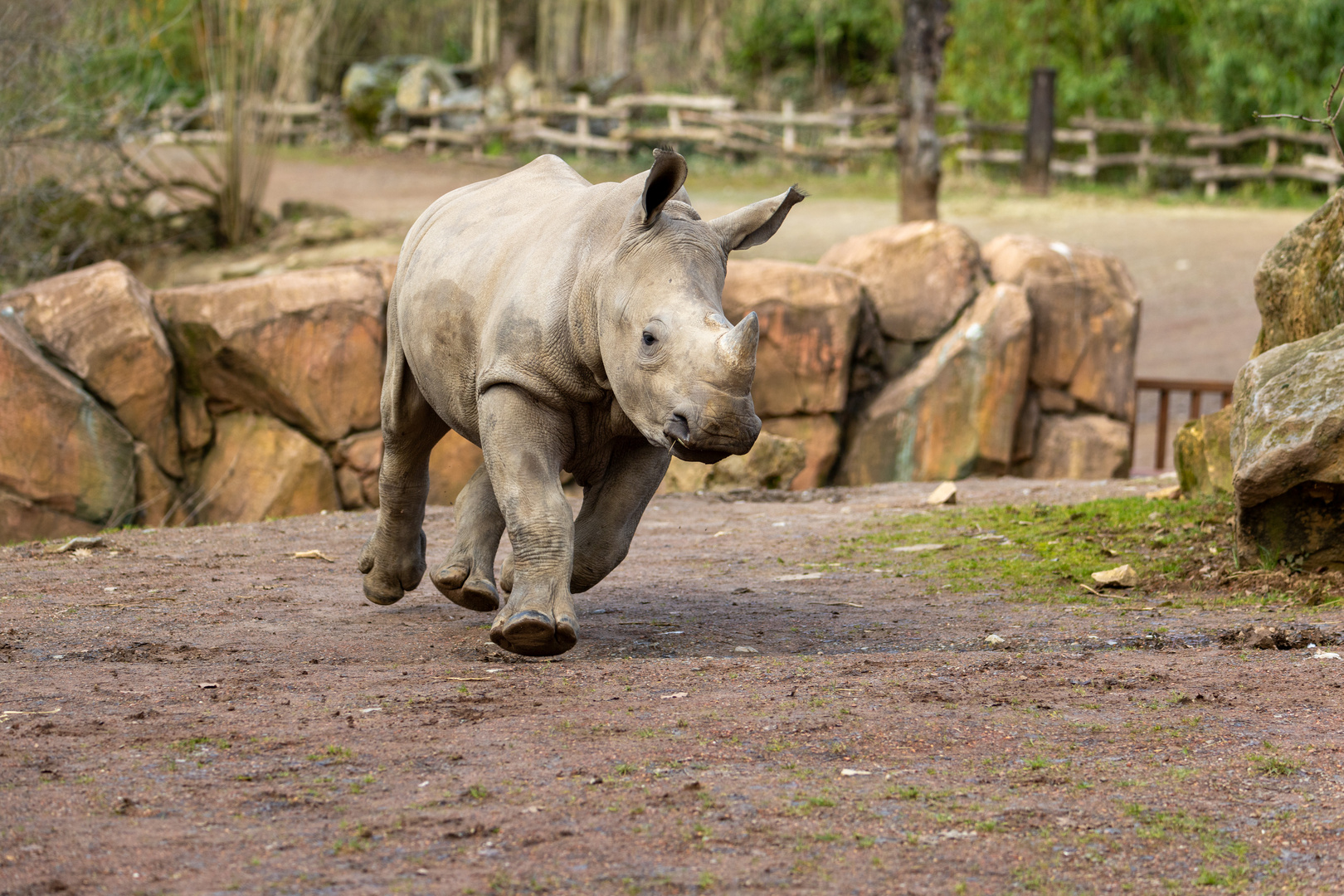 Breitmaulnashorn 