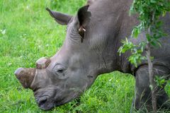 Breitmaulnashorn