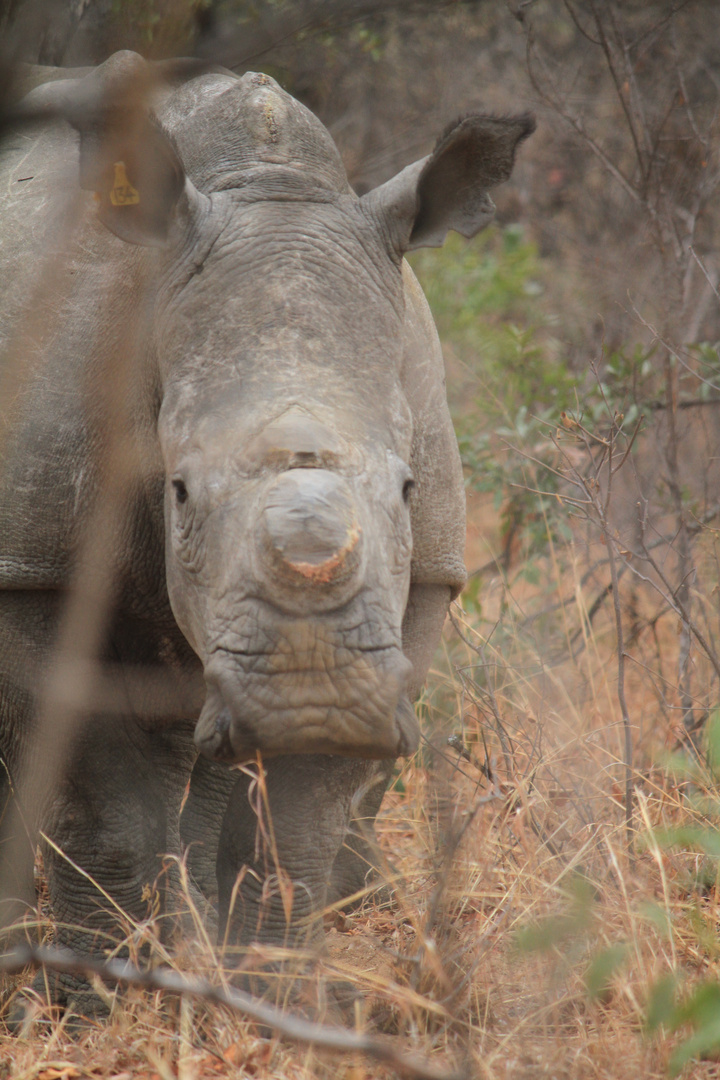 Breitmaulnashorn