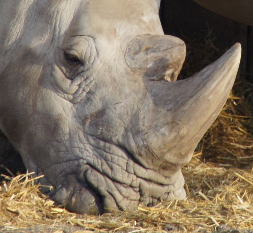 Breitmaulnashorn