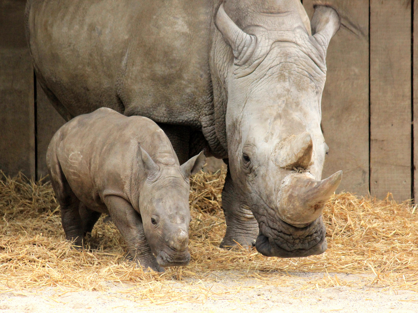 Breitmaulnashorn Allwetterzoo Münster