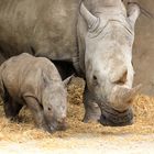 Breitmaulnashorn Allwetterzoo Münster