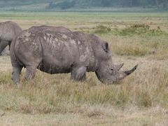 Breitmaulnashorn am Lake Nakuro