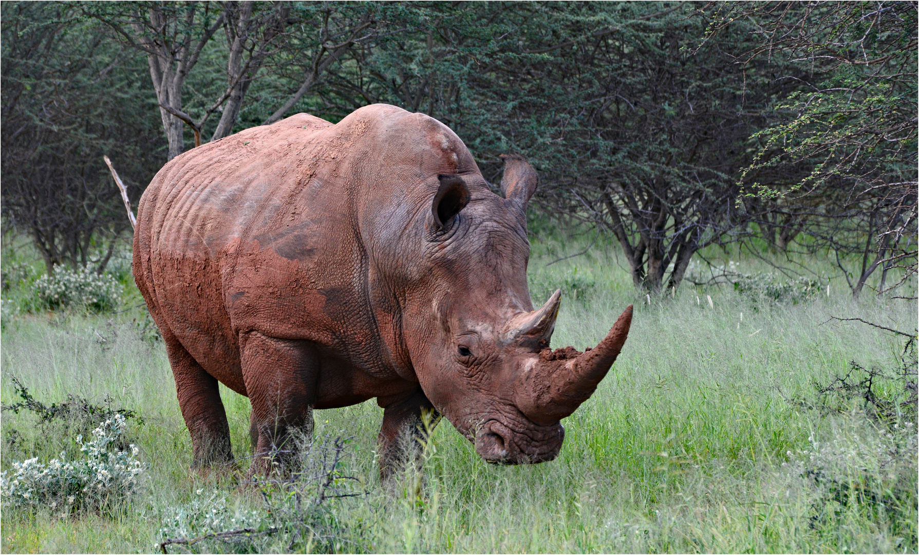 Breitmaulnashorn am Waterberg-Plateau