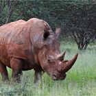 Breitmaulnashorn am Waterberg-Plateau