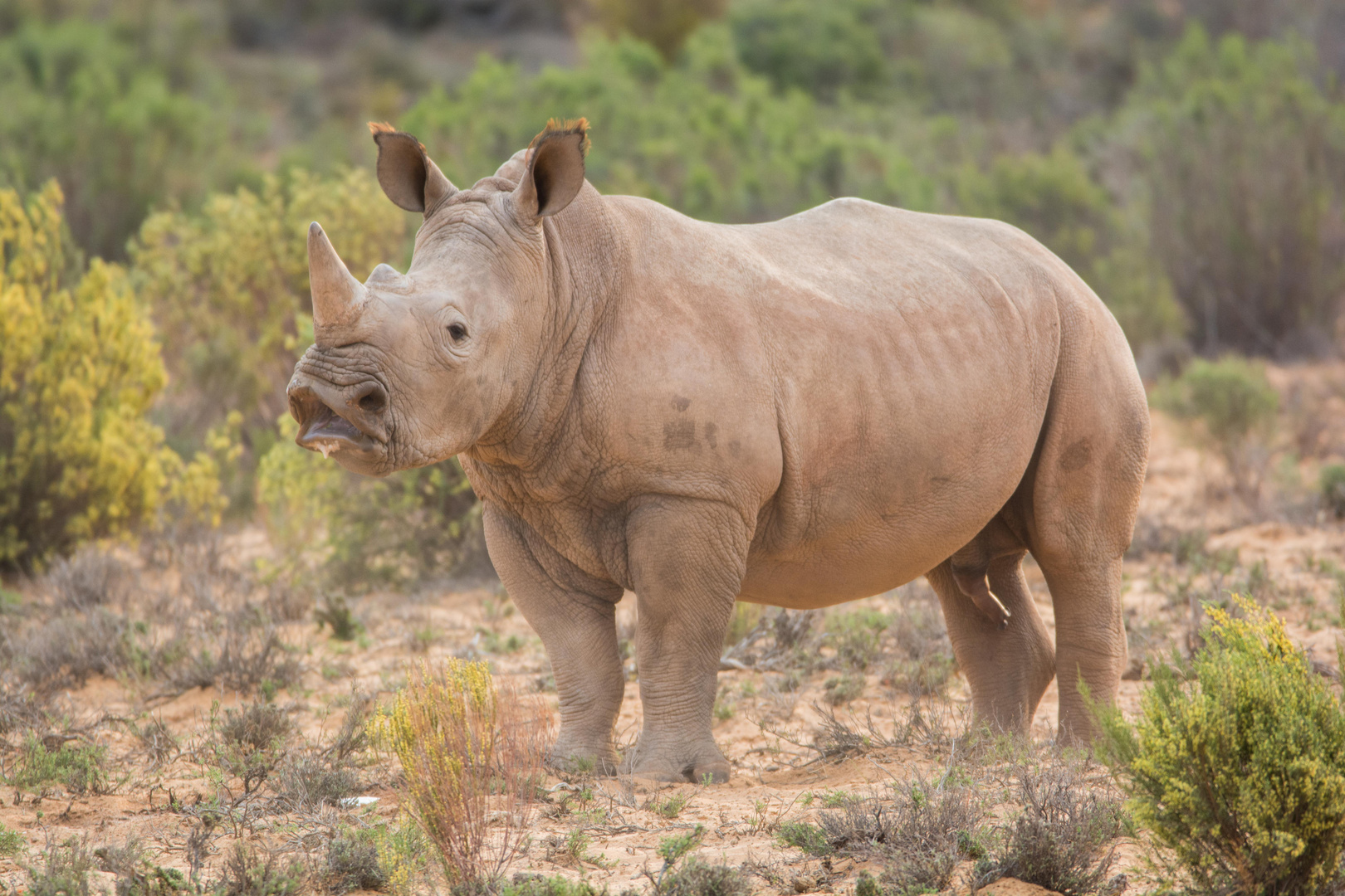 Breitmaulnashorn - Aquila Private Game Reserve