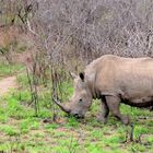 Breitmaulnashorn bei der Futtersuche...