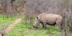 Breitmaulnashorn bei der Futtersuche...