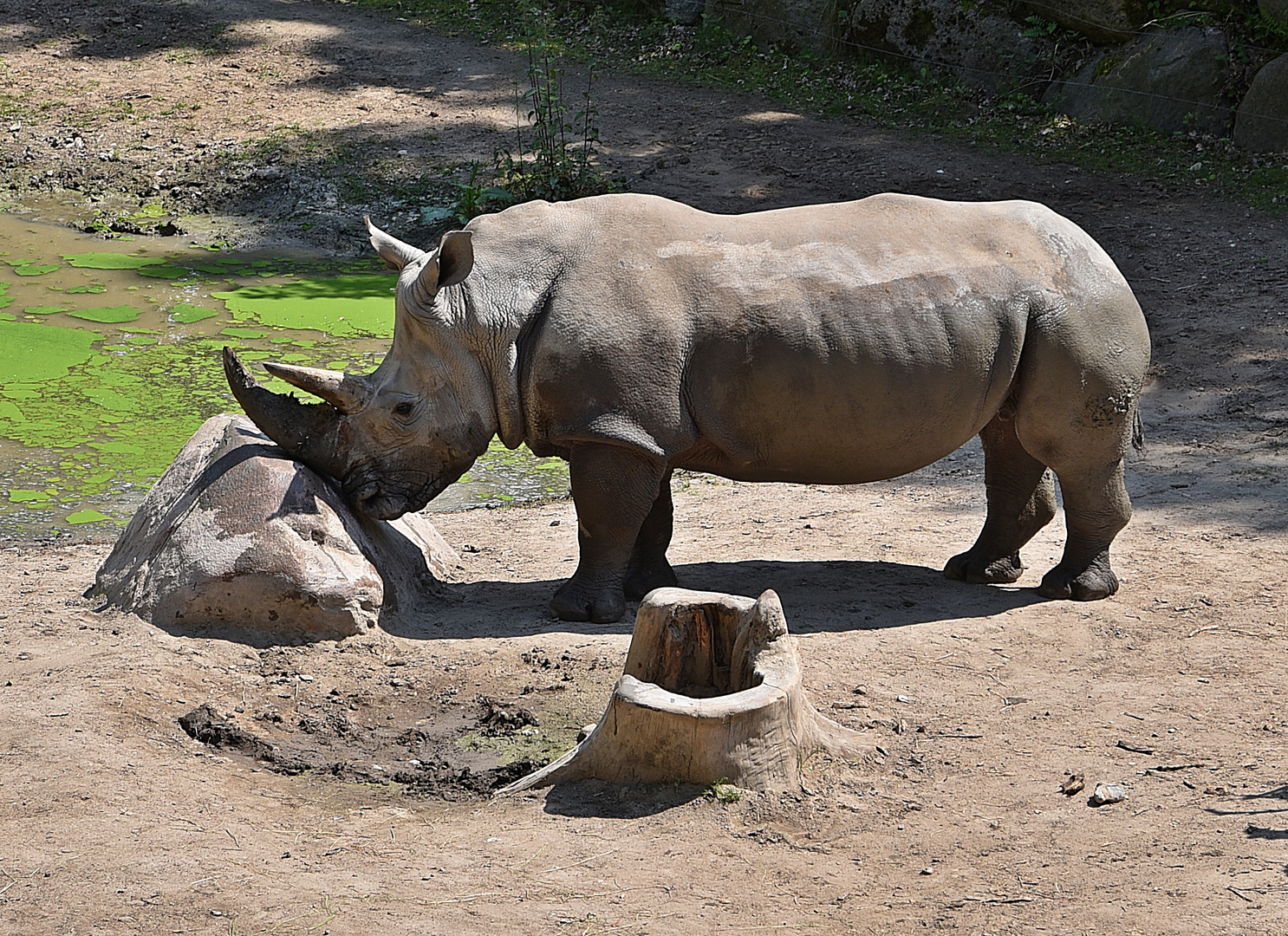 Breitmaulnashorn (Ceratotherium simum)