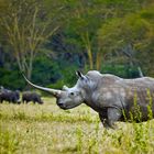 Breitmaulnashorn (Ceratotherium simum)