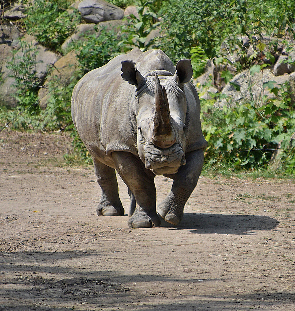 Breitmaulnashorn (Ceratotherium simum)