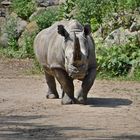 Breitmaulnashorn (Ceratotherium simum)