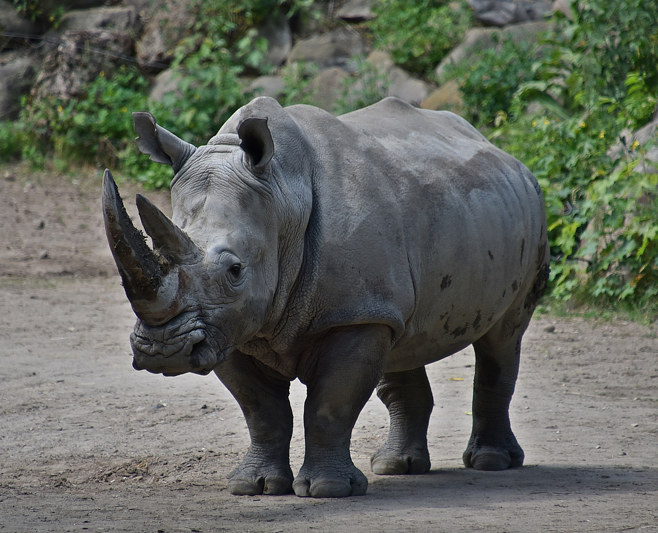 Breitmaulnashorn (Ceratotherium simum) 