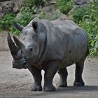 Breitmaulnashorn (Ceratotherium simum) 