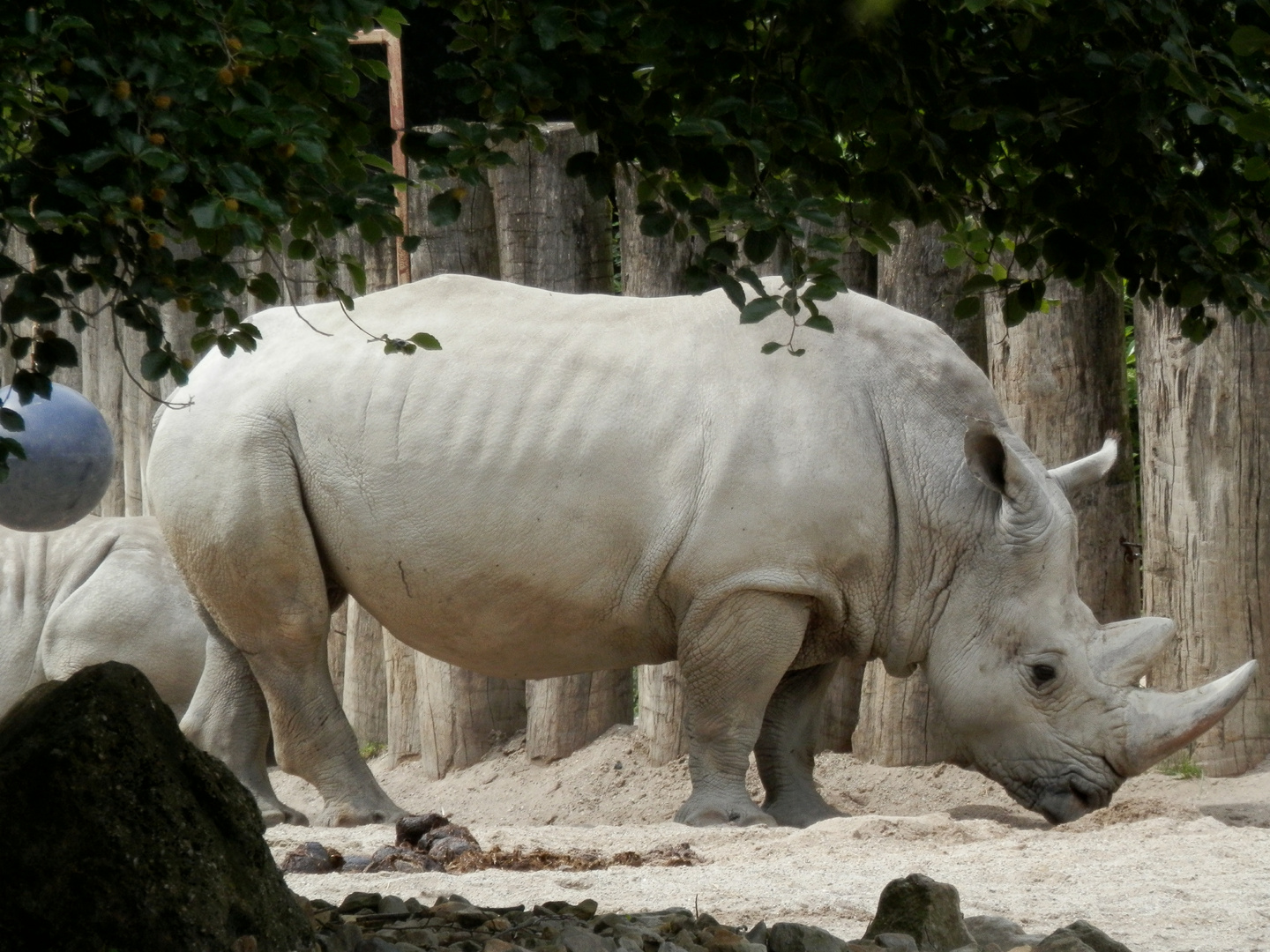 Breitmaulnashorn (Ceratotherium simum) - Volle Breitseite