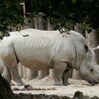 Breitmaulnashorn (Ceratotherium simum) - Volle Breitseite