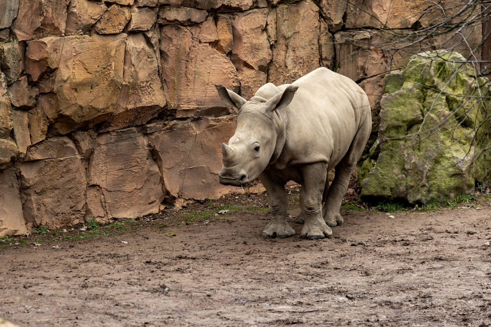 Breitmaulnashorn 