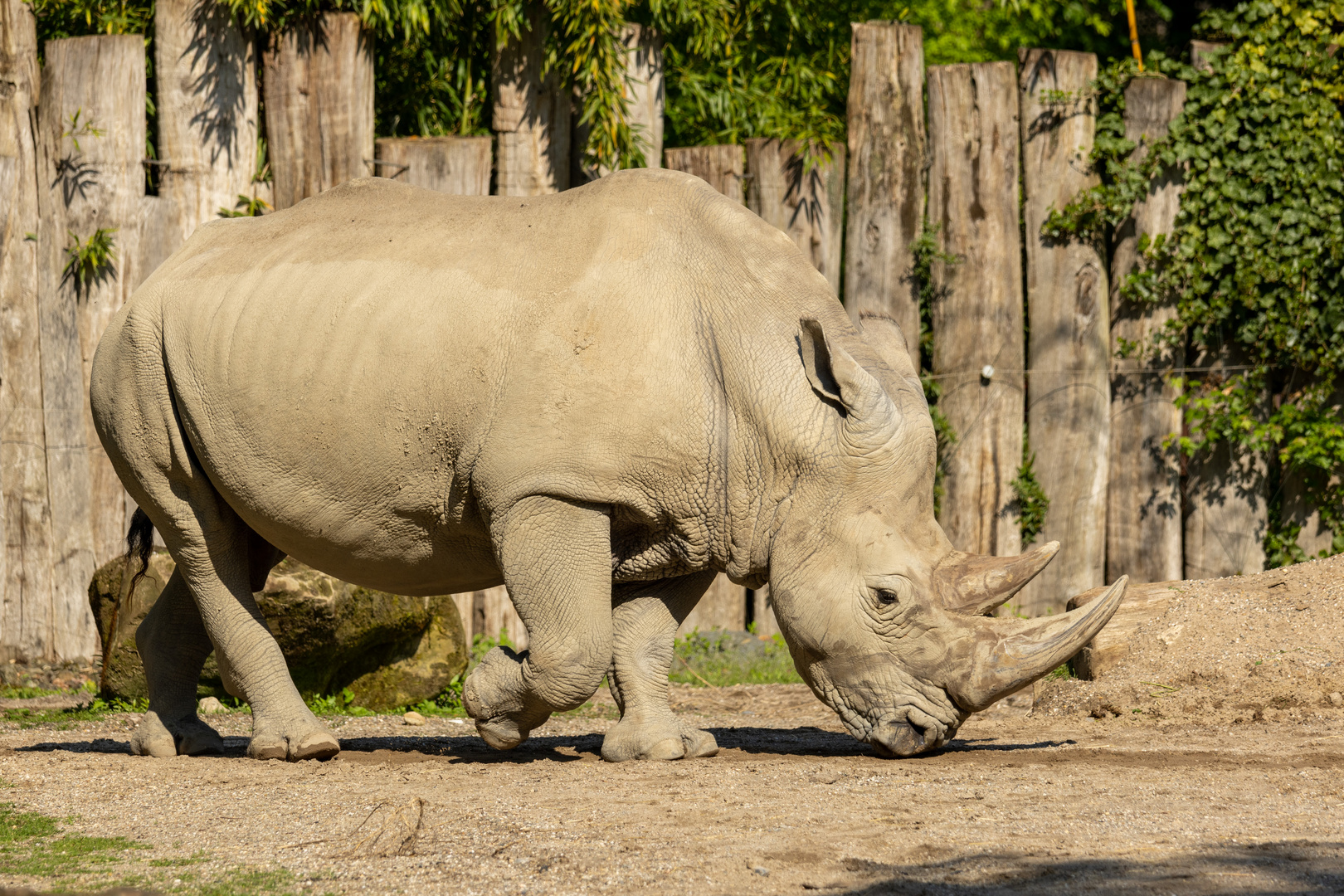 Breitmaulnashorn