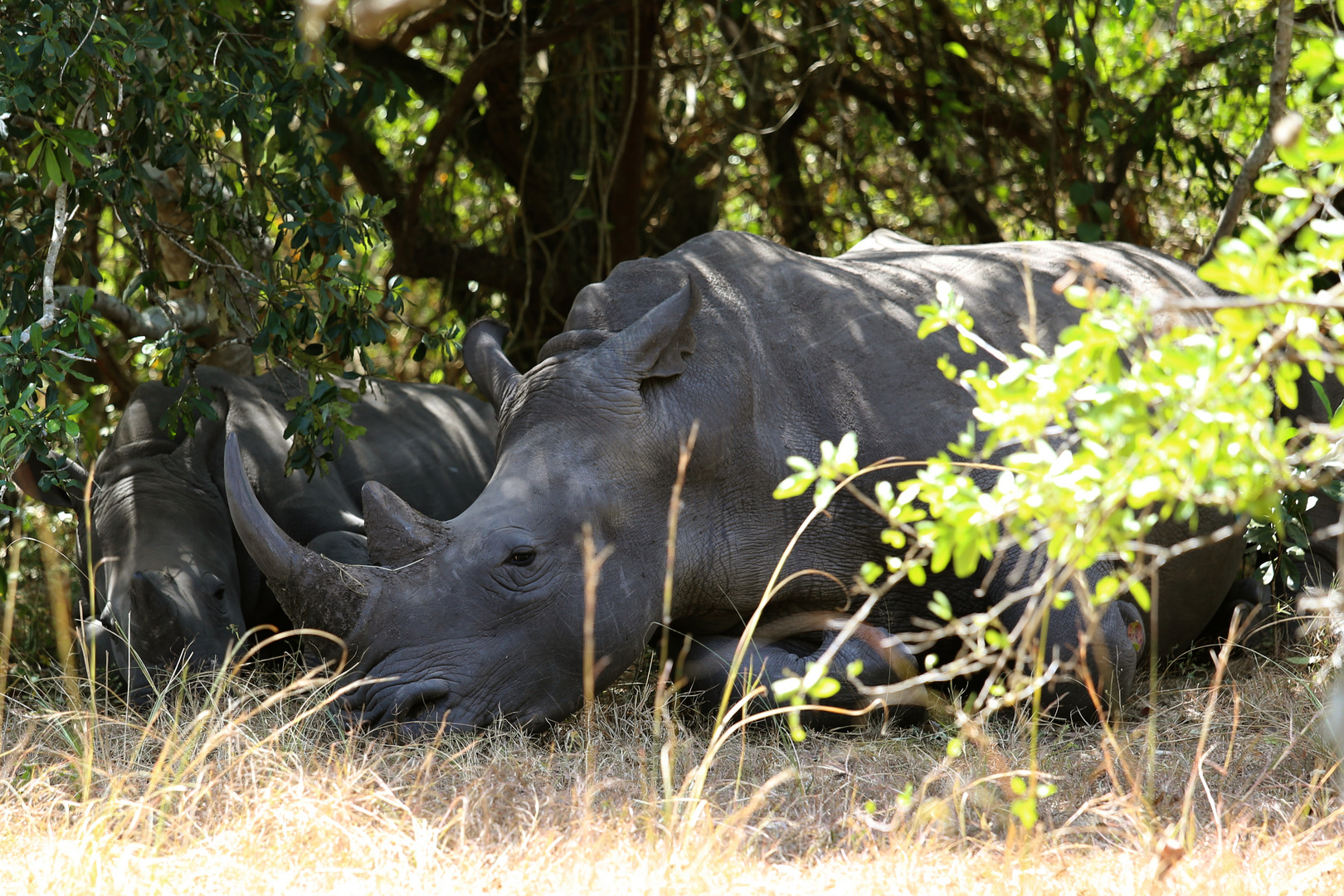 Breitmaulnashorn