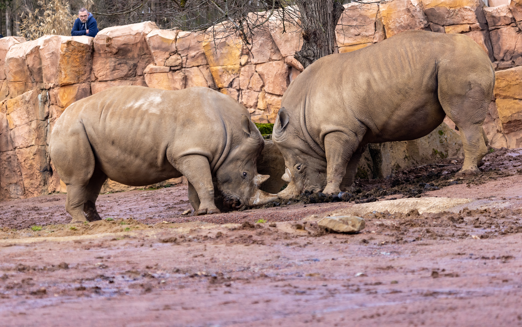 Breitmaulnashorn