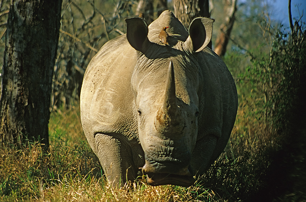 Breitmaulnashorn ganz nahe