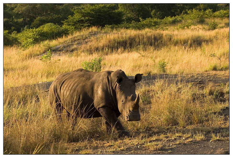 Breitmaulnashorn im ...