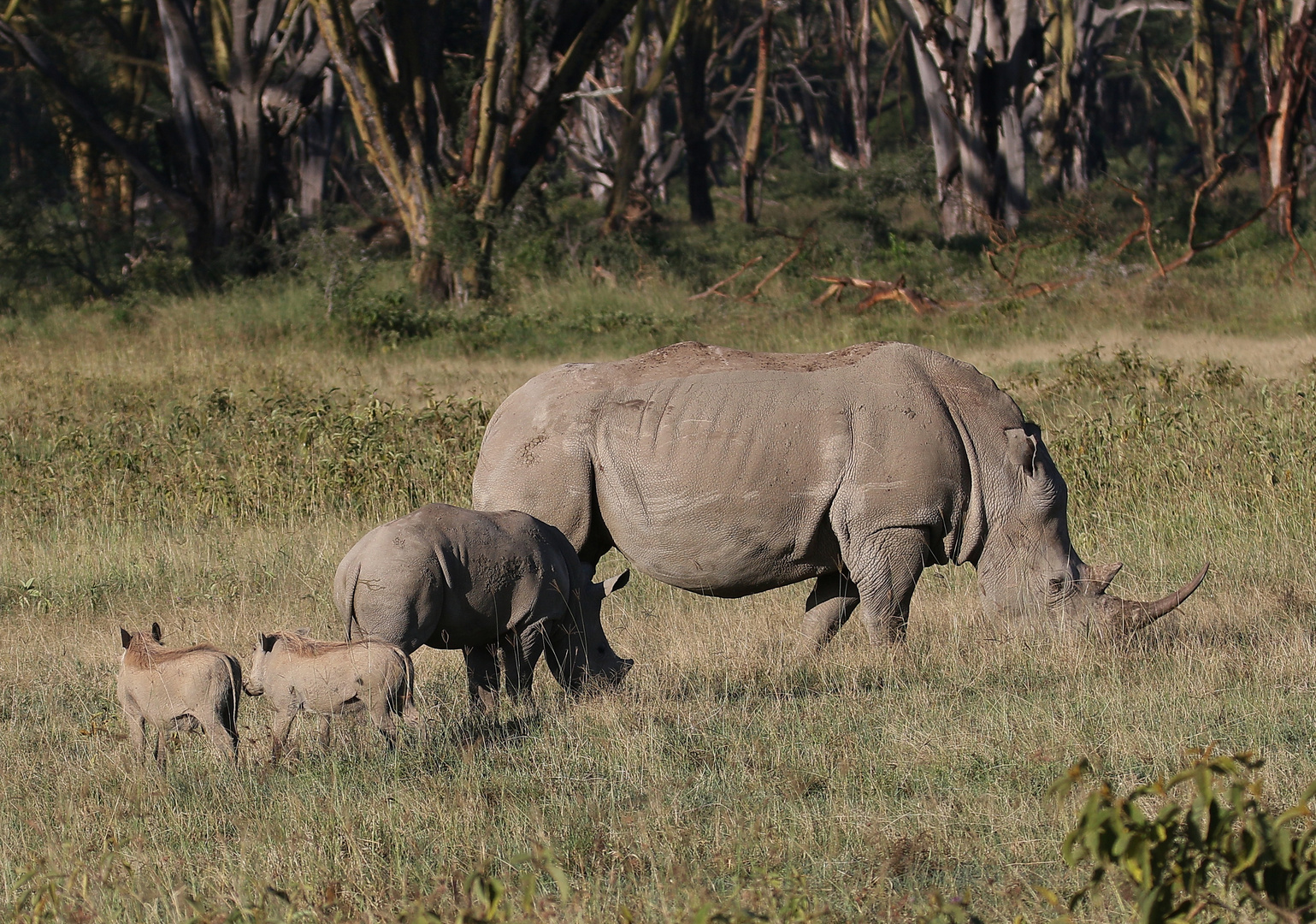 Breitmaulnashorn im Einklang mit Warzenschweine