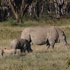 Breitmaulnashorn im Einklang mit Warzenschweine