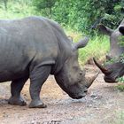 Breitmaulnashorn im Hluhluwe-Imfolozi National Park