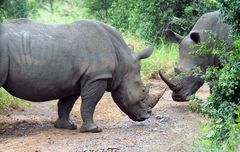 Breitmaulnashorn im Hluhluwe-Imfolozi National Park